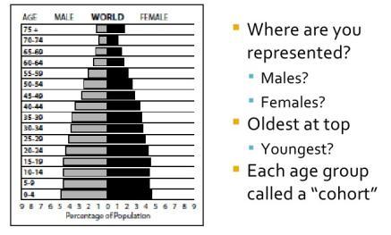 1. What is a population pyramid? 2.