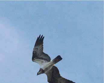 The systematic list Osprey Rare visitor One NW over Flats, 8/3. Honey Buzzard Rare passage migrant At least one probable with the buzzard movement on 6/9.