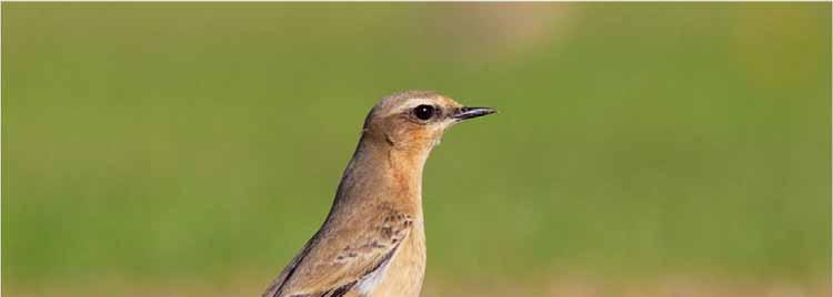The systematic list Northern Wheatear Passage migrant in spring and autumn Two males on Flats, 20/3.