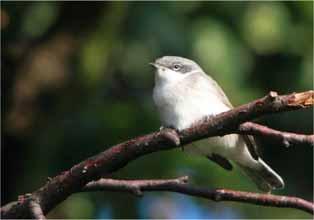 Blackcap Common summer breeder and scarce winter visitor One singing in Leybourne Road (Bushwood estate) on the very early date of 28/1.