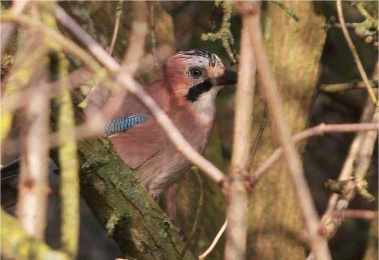 The systematic list Jay Common resident A noisy group of 15 roamed Wanstead Park on