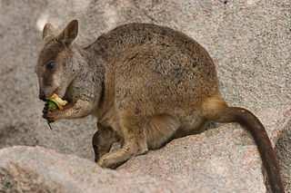 13 ANIMAL Bush stone-curlew Koala Allied Rock Wallaby