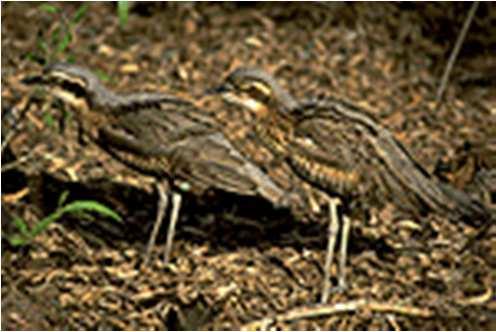 Concern elsewhere in its range Of Least Concern Curlew