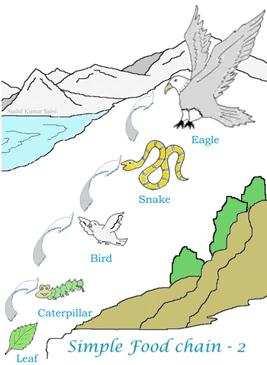 FOOD CHAINS - Relationships and roles within the environment of the Bush stone-curlew Your Connected Map and your retrieval charts are two ways of showing the relationships between living things in