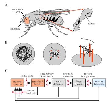 5 Example #3: Insect Flight Flight behavior in Drosophila (a) Cartoon of the adult fruit fly showing the three major sensor strictures used in flight: eyes, antennae, and halteres (detect angular