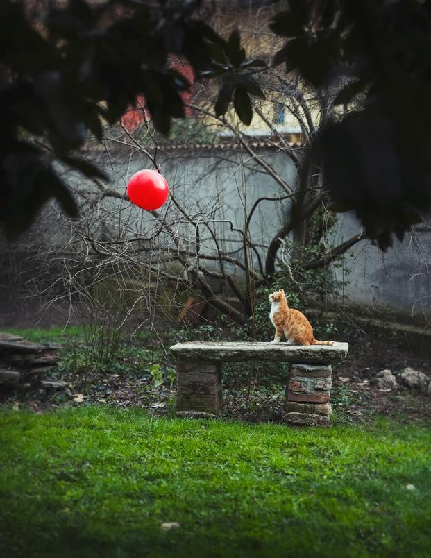 The first thing I see in this image is the balloon and it's amazing how the cat is mesmerized by
