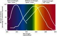types of cones sensitive to different wavelengths: Red, Green, Blue People see different