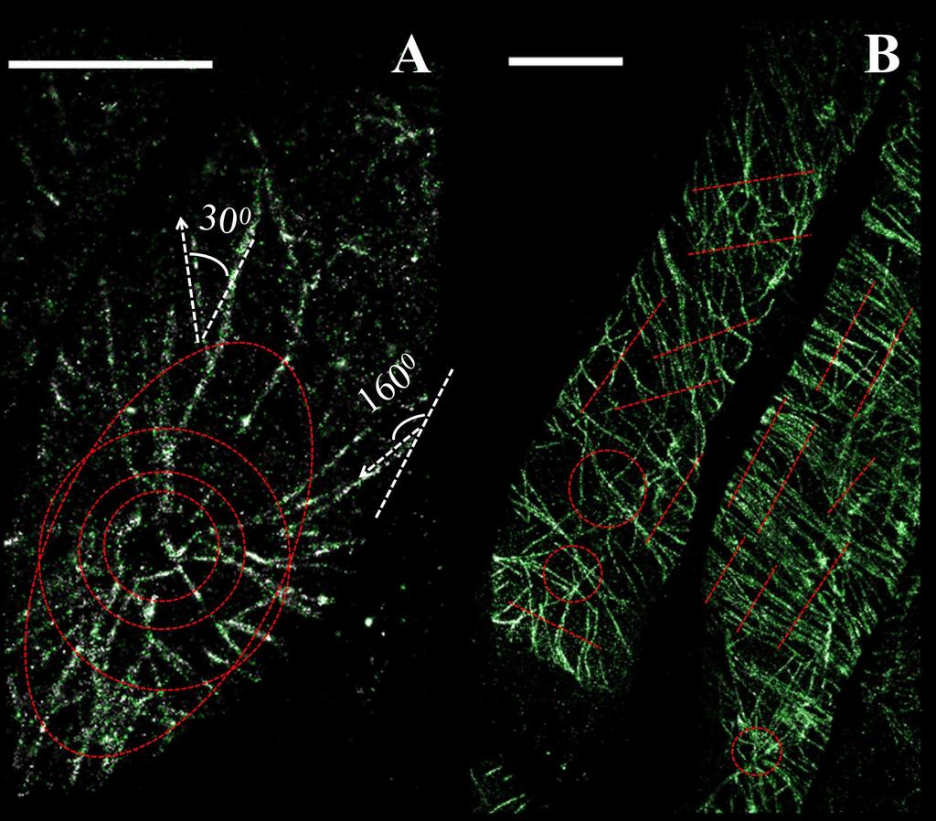 Supplemental Figure 7. Quantitative information on the cortical microtubule network is readily available with a resolution of 20 40 nm in STORM images.