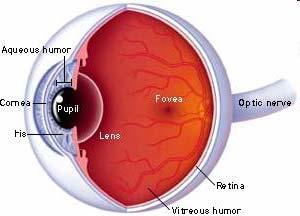 Anatomy of The Eye Light enters the eye and is brought into focus by the cornea and the lens.