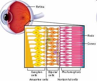 Layers of The Retina Light passes through ganglion cells, then bipolar cells, before reaching the photoreceptor cells (rods and cones) at the back