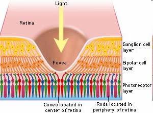 The Fovea The ganglion cells at the front of the retina are the final relay station in the eye, and they pass signals into the brain