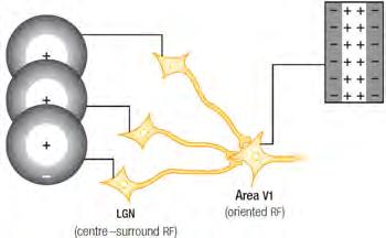 V1 cell How V1 cells are wired to RGCs to produce oriented receptive fields 45 46 How V1 cells are wired to RGCs