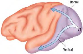 pathway ) Ventral mainly involved in processing identity of objects (the what