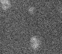 Comparison of noise (C100-13) Comparison of two clock induced charge images (EM gain: 1200 x, Exposure time: 30 ms,