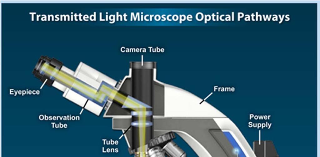 Fundamentals of light Compound microscope