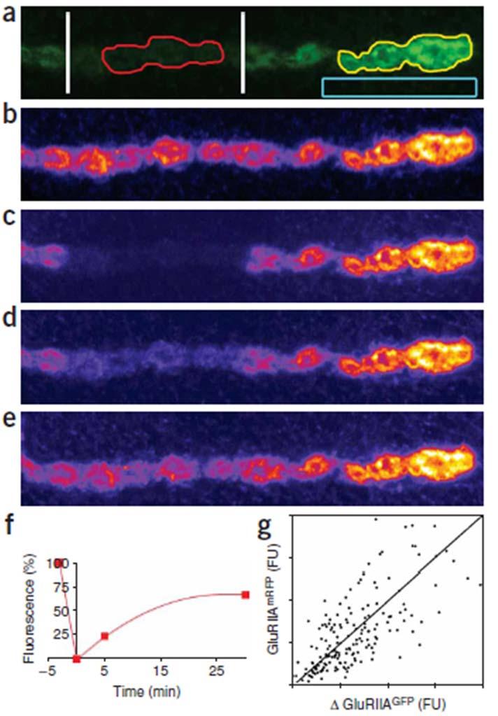 Glutamate Receptor movement in NMJ of drosophila Bio 407 Confocal laser scanning