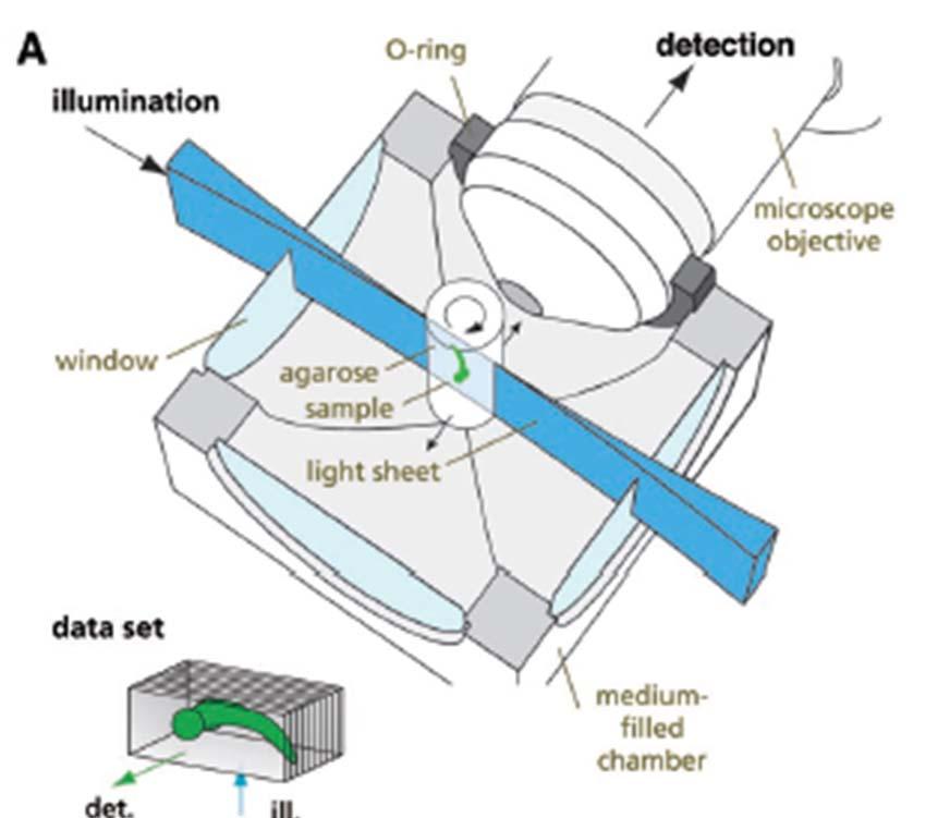 Selective Plane Illumination Microscopy