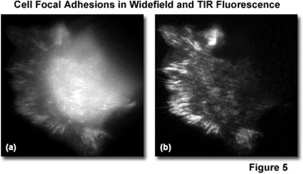 Total internal refletion fluorescence TIRF Signal to noise ratio Fellers
