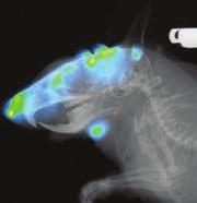 Specifications Camera Detection of green fluorescent dyes in vivo High resolution NIRF and X-ray imaging Performance X-ray of mouse pup paw (with geometric magnification) CCD Monochrome interlined