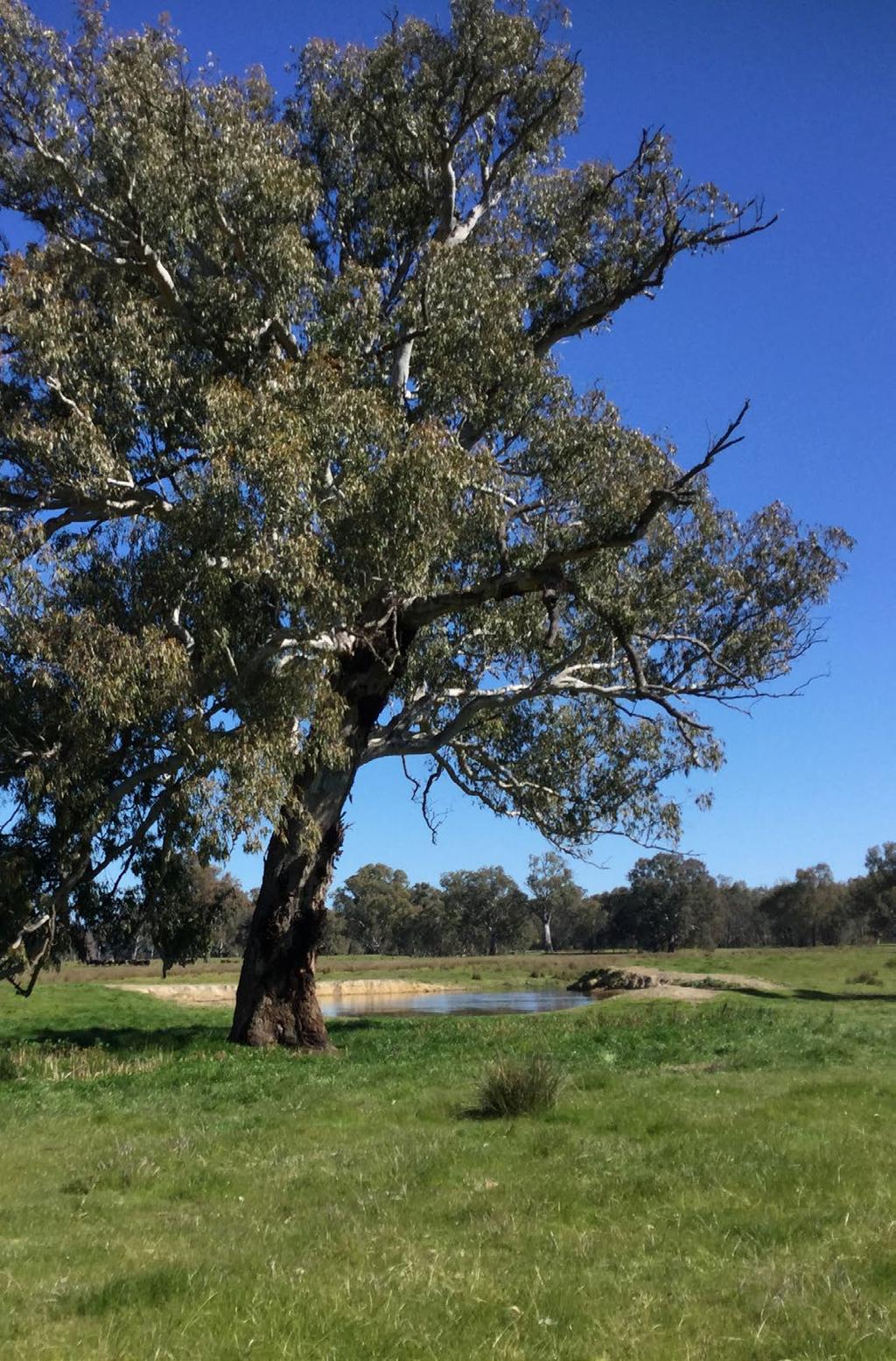 This magnificent River Red Gum tree on Hawksview is used by