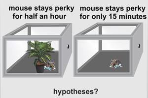 Without the plant, it took only 15 minutes for the mouse to slow down. Why should a mouse stay so lively for twice as long with a plant than without a plant?
