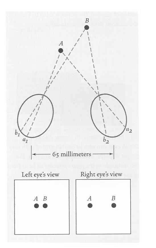 The problem of perceiving depth Image on retina is 2D But the world is in 3D!! The problem of 3D perception Perceptual system (i.e. the brain) uses cues in