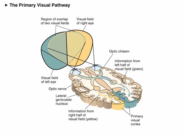 Information from each visual field crosses over at the optic chiasm and projects to
