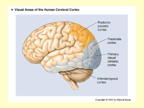 Anatomy of vision Primary visual cortex (striate cortex, V1) Prestriate cortex, Extrastriate cortex (Visual association coretx ) Second level association areas in the temporal and parietal lobes