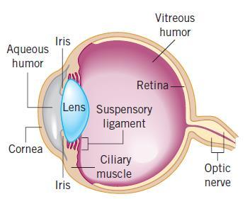 (4) The human eye An eye is a very sophisticated optical device that allows a person to see things in the world. The physical principle behind the operation of eyes can be explained in terms of lens.