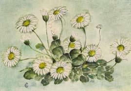 Gertrude Gibbins Daisies watercolour,