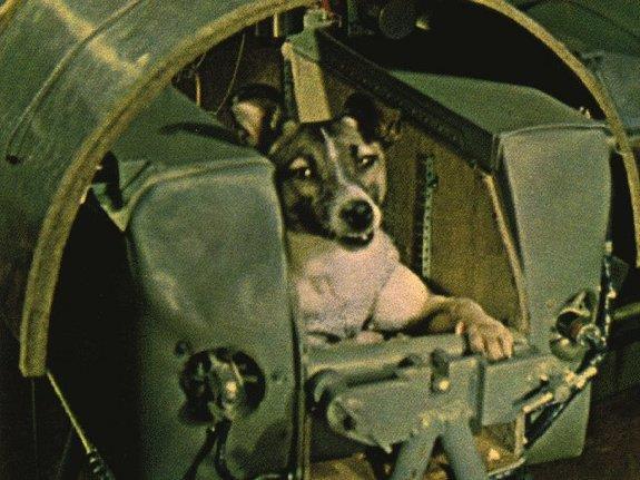 She was launched on the Soviet Union's Sputnik 2 mission in November 1957. Credit: NASA Laika was a young, mostly-siberian husky. She was rescued from the streets of Moscow.