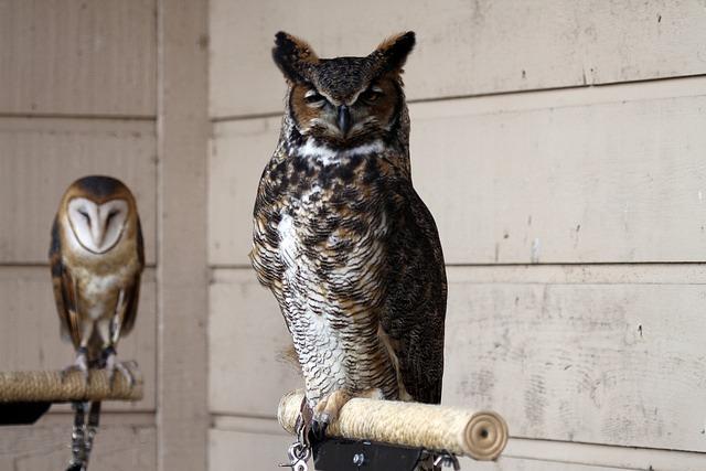 Types There are only a few types of owl in North America. There are 37 species of owl in North America ranging from the very tiny Elf Owl to the tall Great Grey Owl.