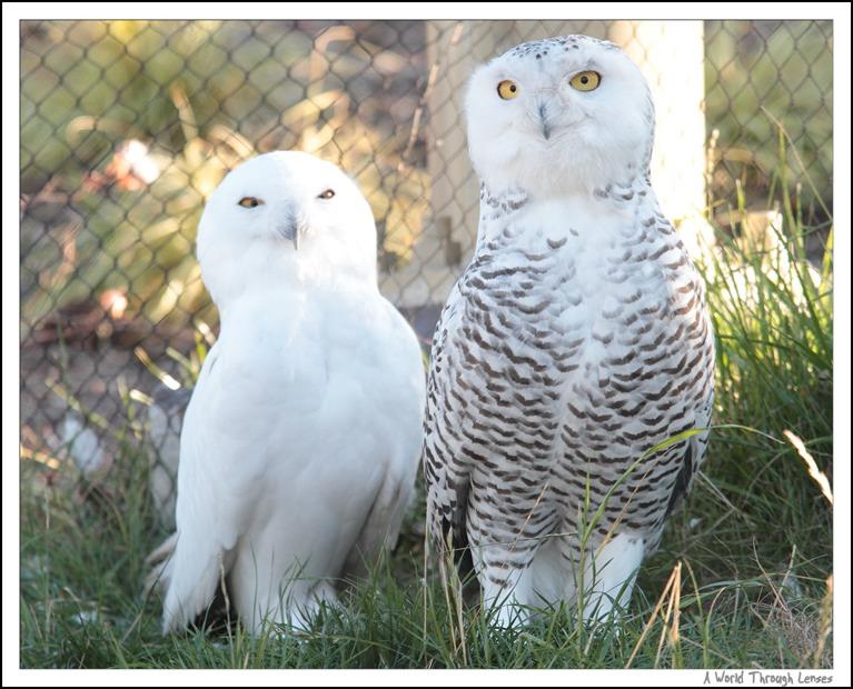 Genders Male and female owls look alike. TRUE AND At first glance, the males and females of many owl species look identical.