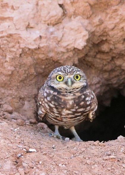 Habitat Owls live in the woods. TRUE AND Many owl species do prefer to live in forests and woodlands.