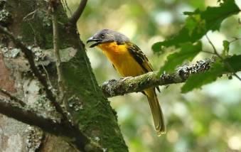 Parts of our morning hike down to Mubwindi Swamp were extremely quiet but we did manage to see Yellow-eyed Black Flycatcher, Yellow-streaked Greenbul, Thickbilled Honeyguide, Olive Woodpecker,