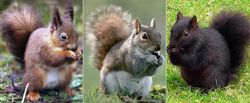 As part of your job with the forest service, you tagged a total of 1470 squirrels last year.