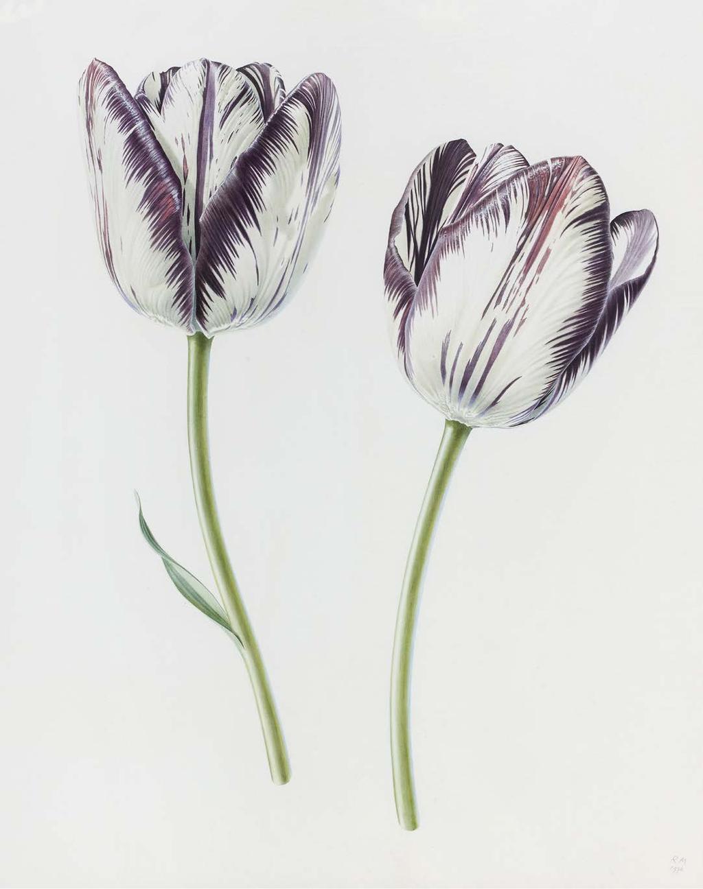 Provenance: Redfern Gallery Exh: Rory McEwen The Botanical Paintings, 1988-9