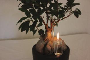 5 cm A tealight which you can hang anywhere eg flower vases or any décor which you can attached to Burning time