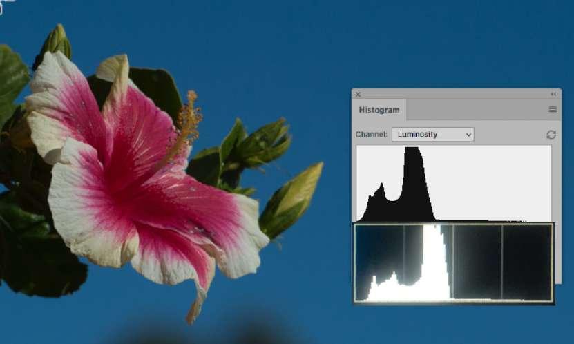 This point is illustrated in the following images that show both the Photoshop histograms (black on white) and the in-camera histograms (white on black) for the