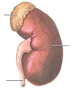 Jasna Grah Diplomska naloga, september 2010 UVOD 1. 2. NADLEDVIČNI ŽLEZI (Glandulae suprarenales) Nadledvični žlezi sta paren organ in ležita nad ledvicama, kar lahko razberemo že iz imena.