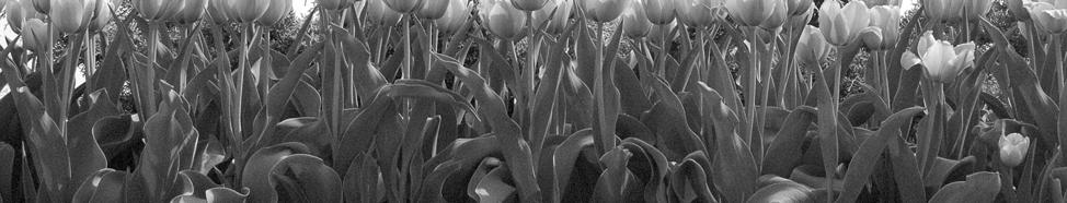 of Tulips.