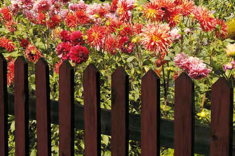 For the decorative surface design of wood outdoors without ground contact. For fences, pergolas, gates, etc.