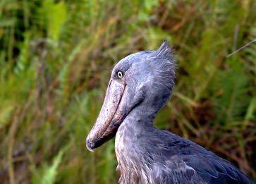 As we turned a corner we found another Shoebill but, this time, the bird was even closer than our first, affording incredible views of this most