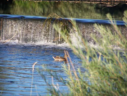 Mallard hen swimming in Clear Creek.