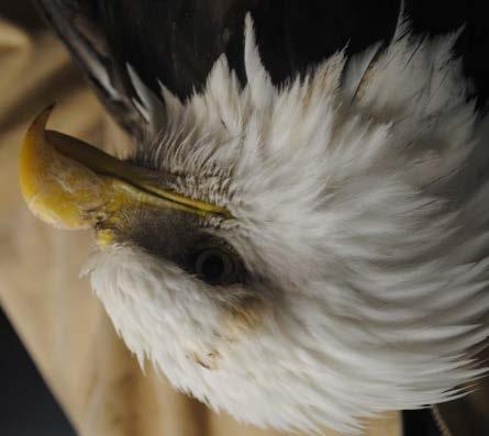 Mike, as the bald eagle is named, was found in Saratoga Springs and brought in by a concerned citizen. He had no nostrils in his beak and had deformed talons.