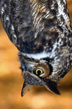 So if you know what the owls in your area sound like before you go owling, you re more likely to recognize their calls when you hear them. Connery the norhtern saw-whet owl.