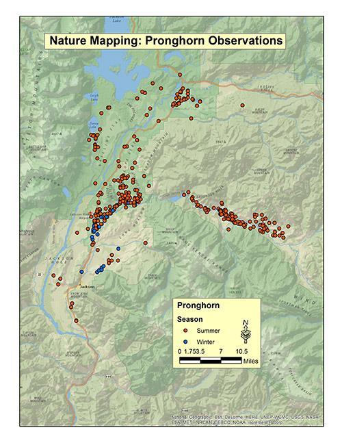 In summer (red dots), pronghorn often browse around Blacktail Butte, Elk Ranch Flats, and the west side of the Snake River in Grand Teton National Park.