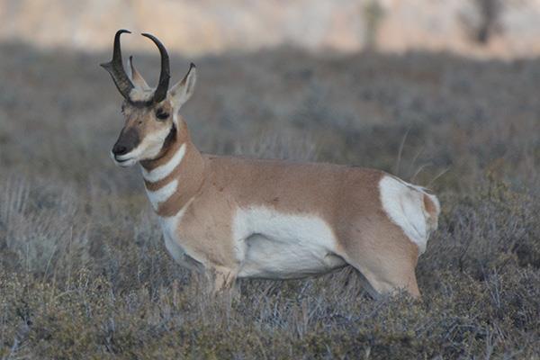 Nature Mappers have provided some interesting summer data: A few pronghorn summer south of Jackson near the Melody Ranch and South Park areas, and some have been seen west of Jackson.
