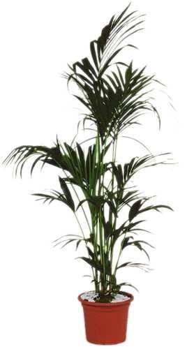 -150cm Size 150cm - 180cm Kentia Palm Tree Size