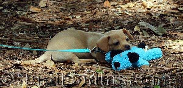 A cute puppy plays with a dog toy.